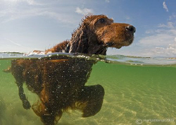 Doggy paddle.
Omey Strand, Connemara. by Mark Thomas 